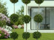Grajewo ogłoszenia: Sprzedam tuje, różne gatunki, gotowe do sadzenia przez cały... - zdjęcie