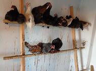 Grajewo ogłoszenia: Sprzedam kury ozdobne i rajskie z marca tego roku są takie rasy... - zdjęcie