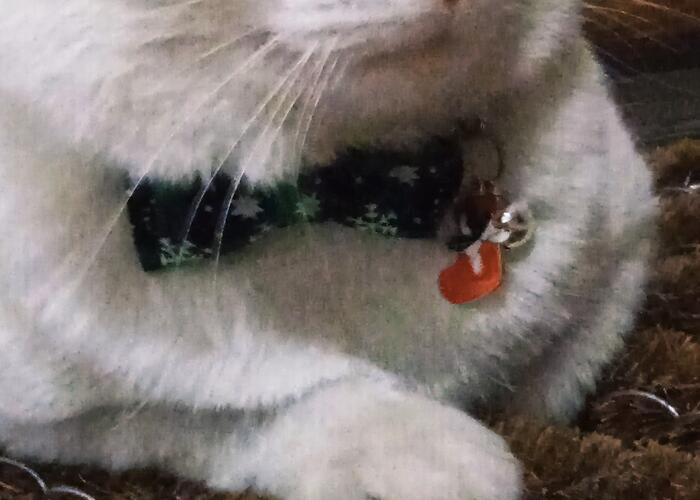 Grajewo ogłoszenia: Zaginął 2-letni kotek niedaleko Wojewodzina. Kilka dni temu nasz...